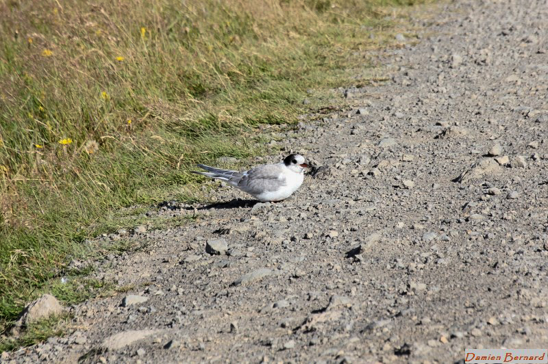Sterne_arctique_juvenile.jpg