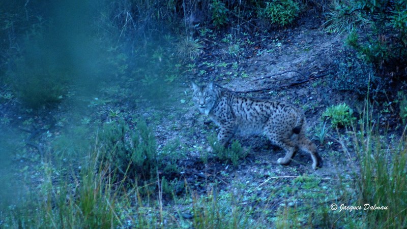 Lynx_Iberique..jpg