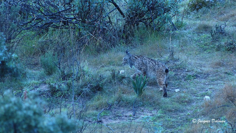Lynx_Iberique.jpg