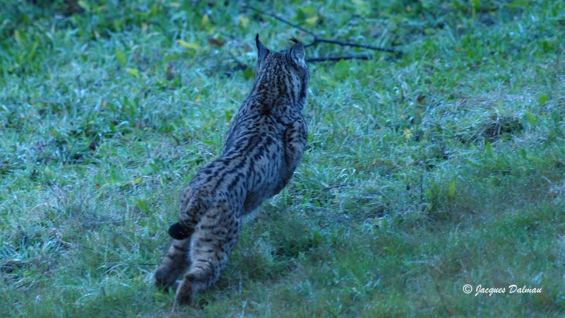 Lynx_Iberique_en_chasse.jpg
