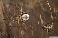 Grebe_castagneux_