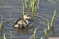 Grebe_castagneux