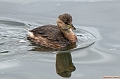 Grebe_castagneux.