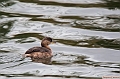 Grebe_castagneux