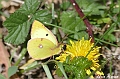 Papillon-Fluoré