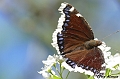 Papillon-Morio