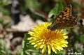 Papillon-Mégère