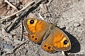 Papillon-Némusien