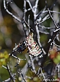 Papillon-Proserpine