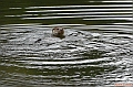 Loutre_d_Europe