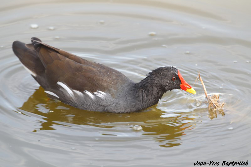 Gallinule.jpg