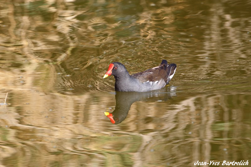 Gallinule_.jpg