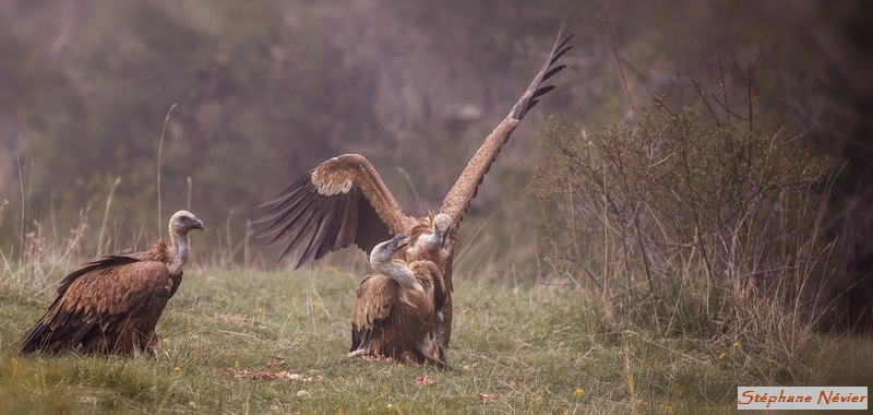 Vautour_.jpg