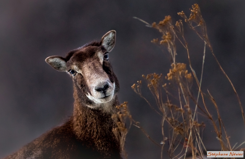Mouflon-Portrait.jpg