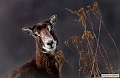 Mouflon-Portrait